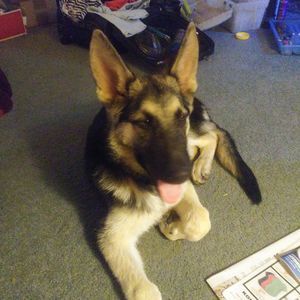 Meet your Posher, Penny